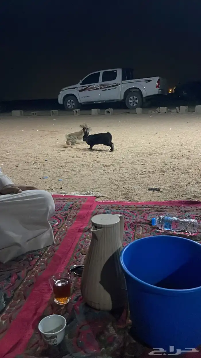سلام عليكم يوجد لدينا عرض أرانب 1