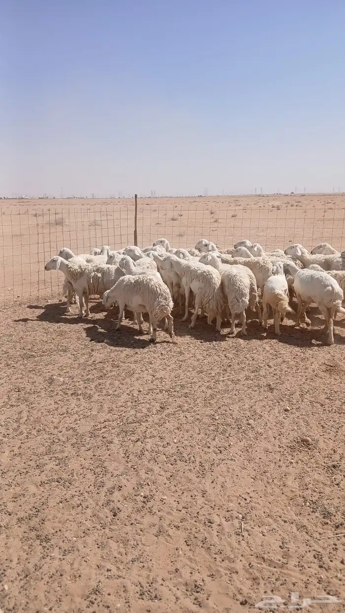 غنم حريات دفيع ومضاريع 4