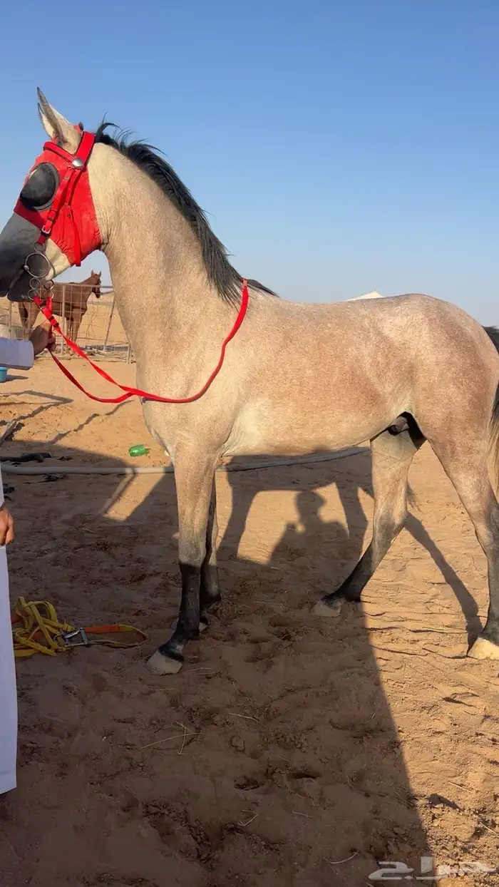حصان شعبي 5