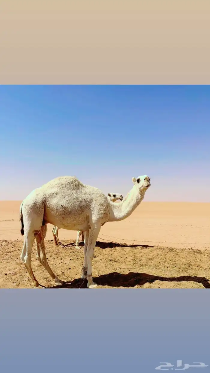 قعود حق بلدي و بري 0