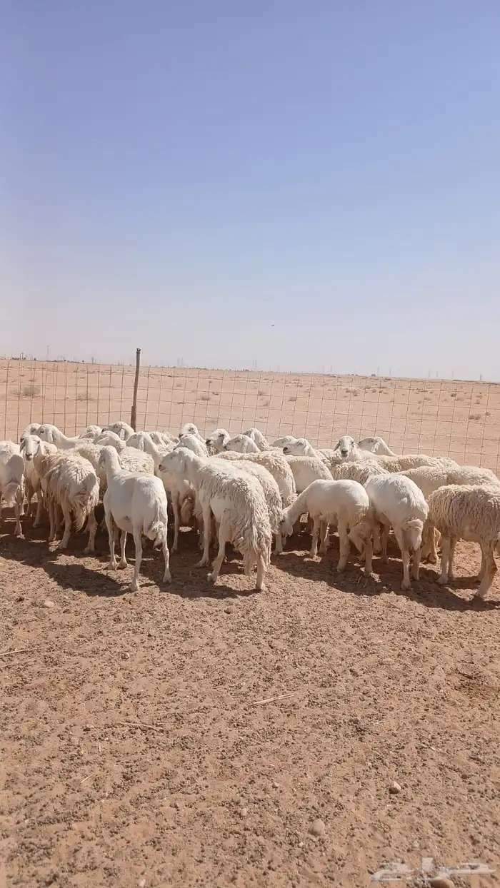غنم حريات دفيع ومضاريع 3