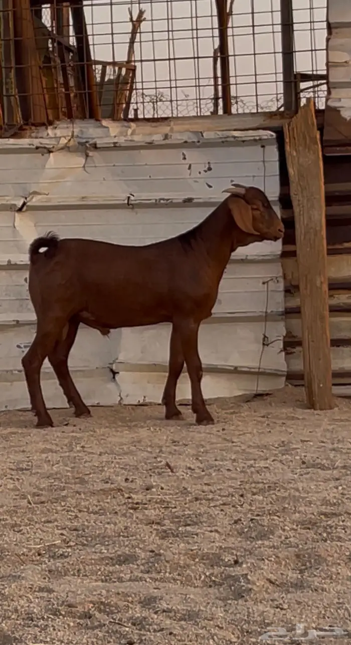 مشاريع فحول عيال كلهاري فواخر فرصه للقناي 0