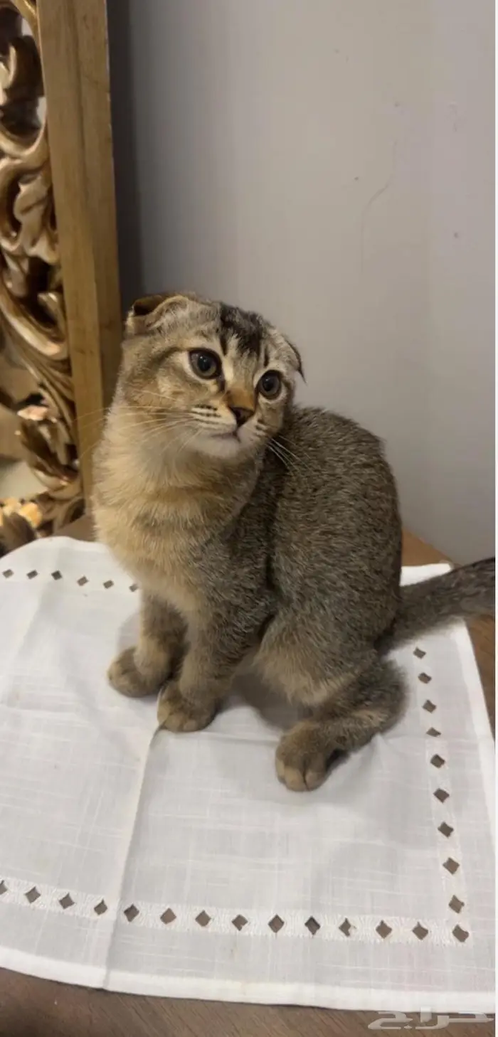 للبيع انثى سكوتش فولد 2