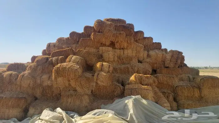علف رودس للبيع جملة 1