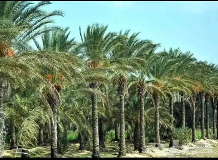مطلوب مزارع نخل للايجار البكيريه وماحولها 7