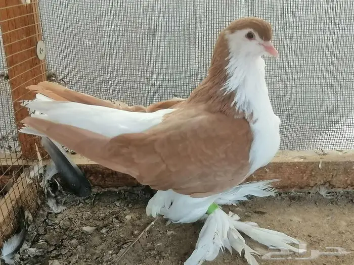 شيرازي انثى تم البيع 0