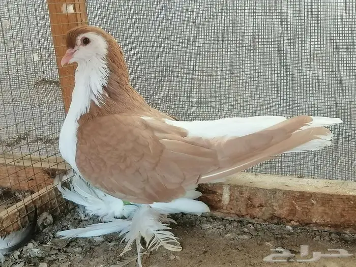 شيرازي انثى تم البيع 1