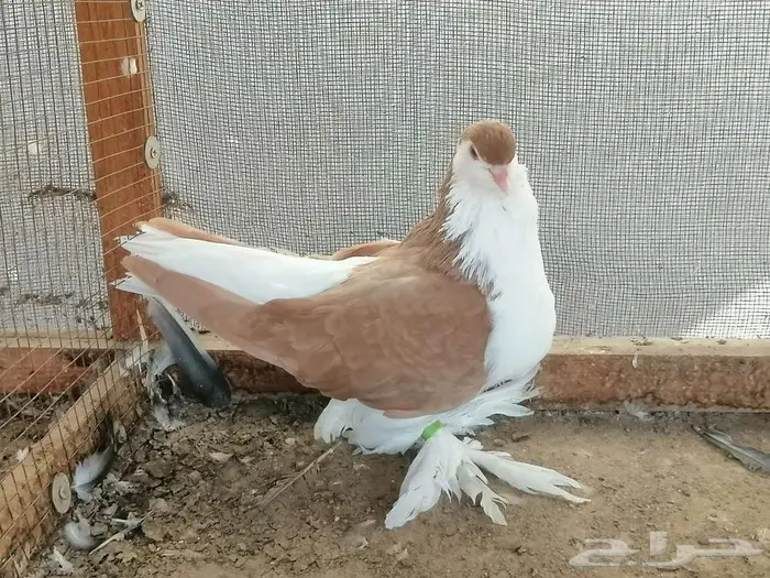 شيرازي انثى تم البيع 2