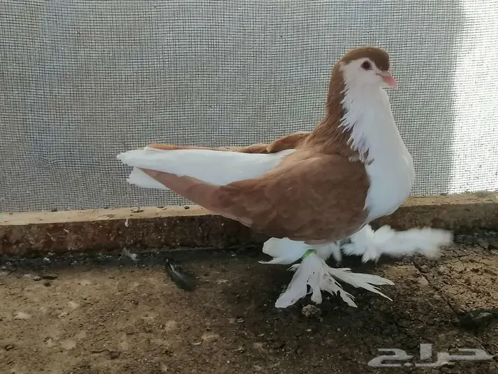 شيرازي انثى تم البيع 3