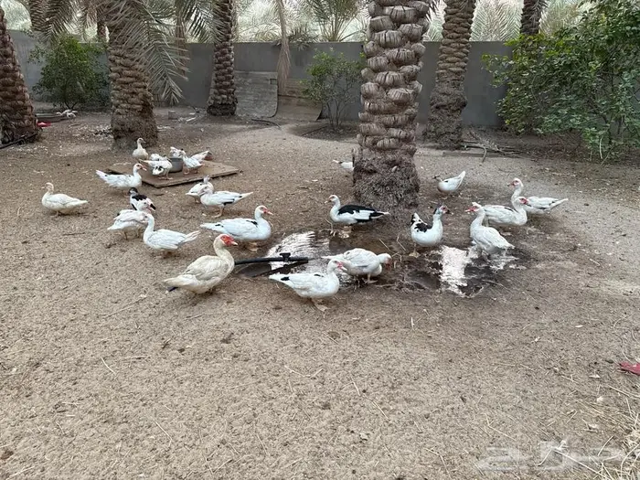 بط مصري 0