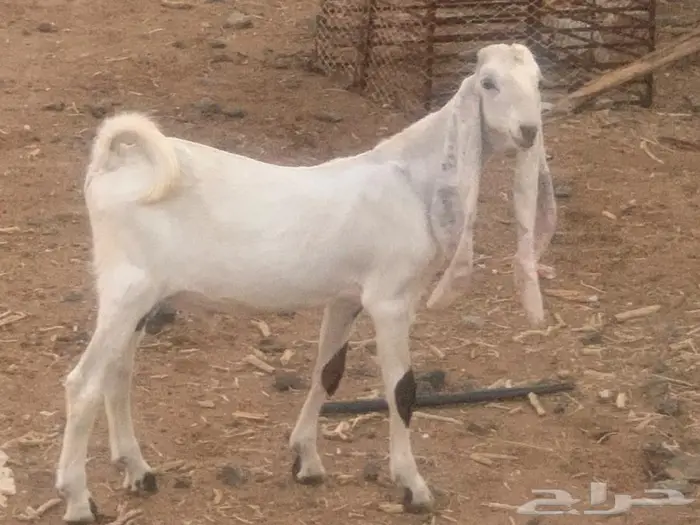 للبيع تيس هولندي مشروع فحل صنف ابوه وانه 0