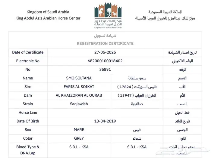 فرس جمال وانتاج 2