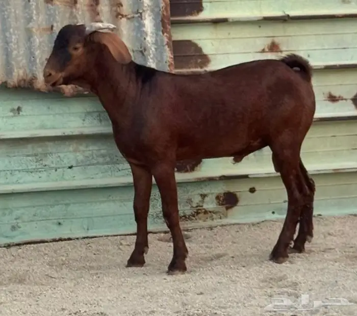 مشاريع فحول عيال كلهاري فواخر فرصه للقناي 1