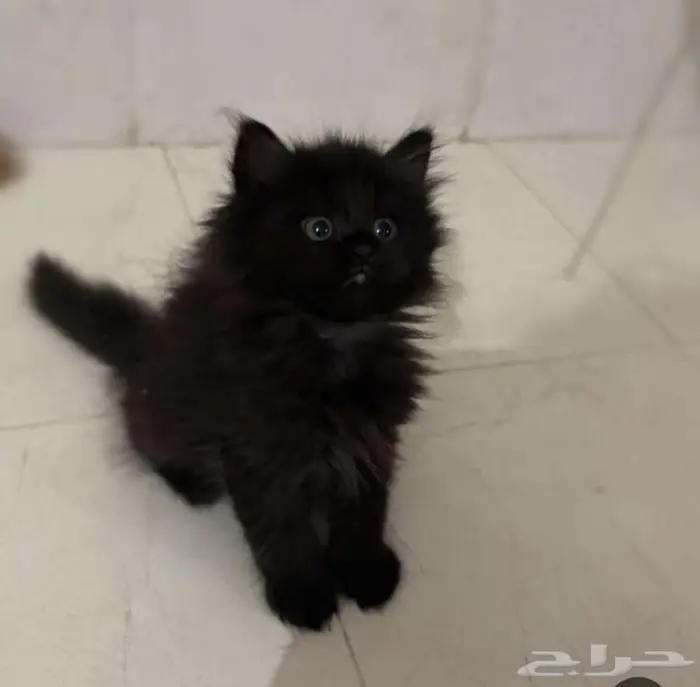 قطه صغيره للبيع جميله جدا 2