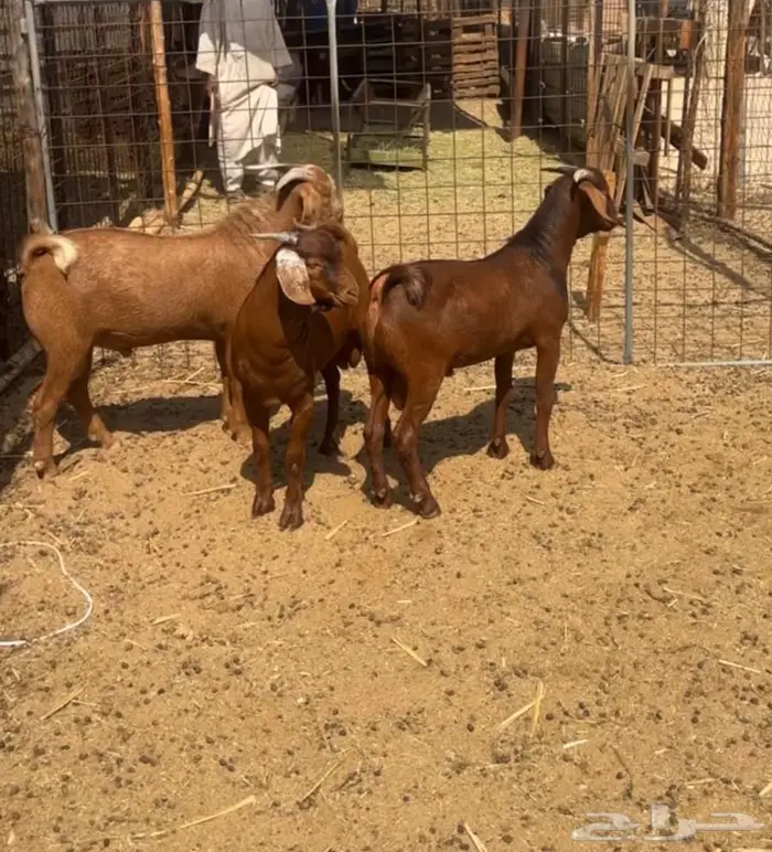 مشاريع فحول عيال كلهاري فواخر فرصه للقناي 4