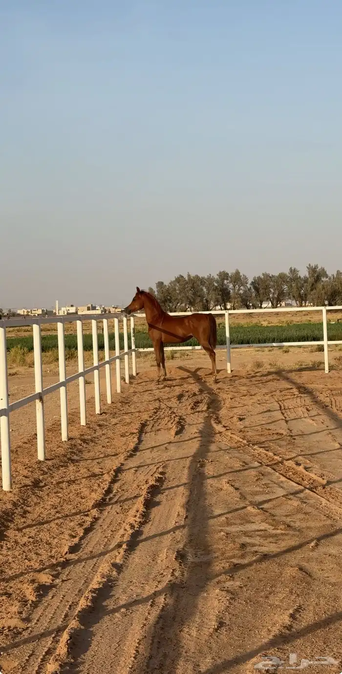 مهره واهو 3