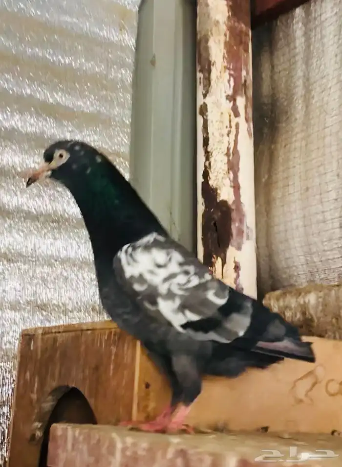 تم البيع تيدي شينا أساس منتج 6