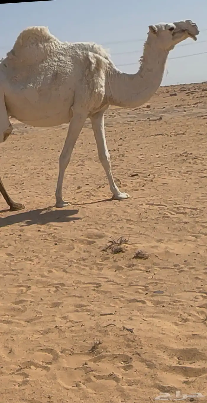 ناقه ضريبه مصعد 0