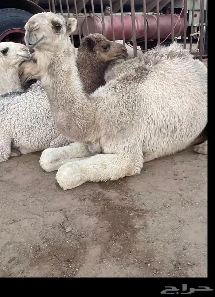 فحل باتلي 7