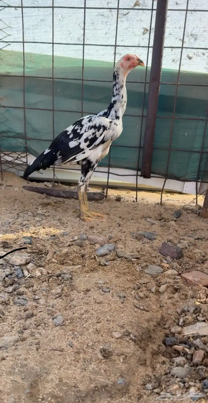 دجاج باكستاني للبيع 4
