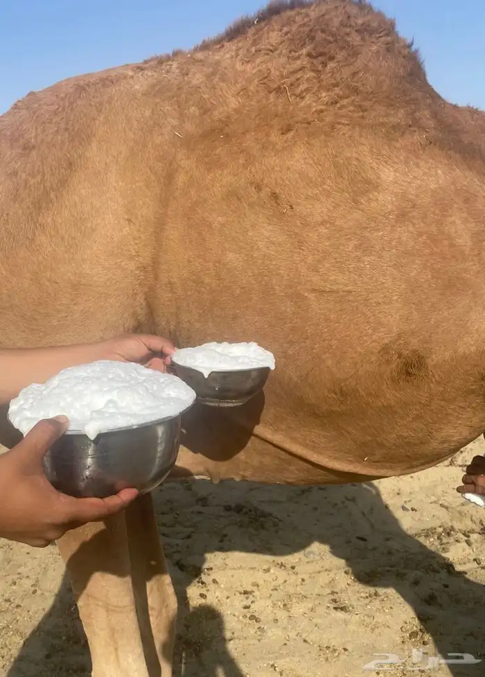 خلفه حمرى هديه رضيه 2