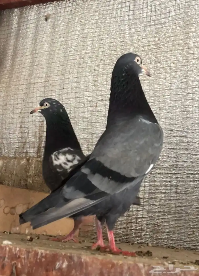 تم البيع تيدي شينا أساس منتج 7