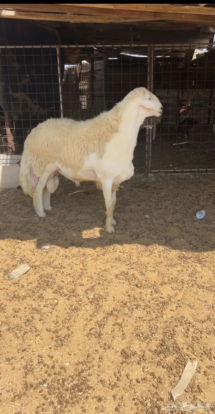 فحل صنف مشروط 0