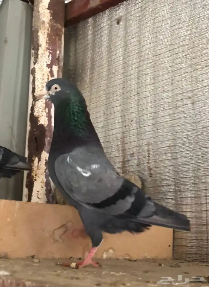 تم البيع تيدي شينا أساس منتج 5