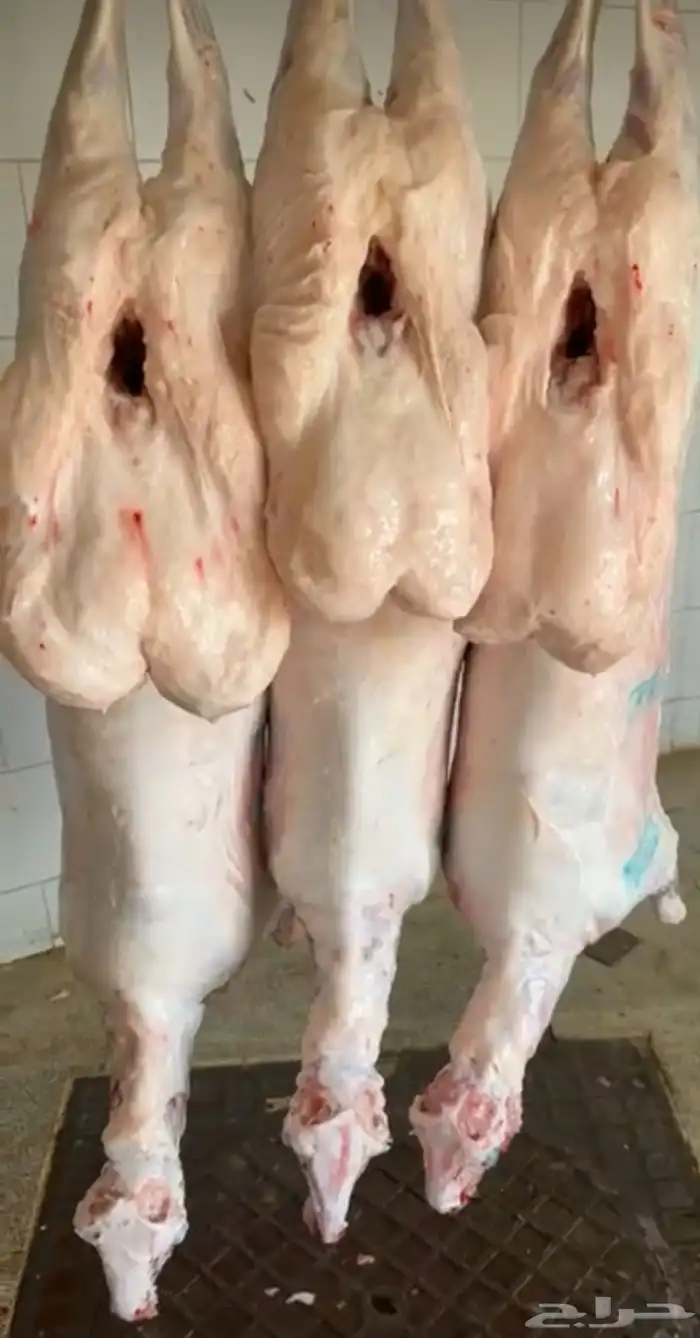 ذبايح 1