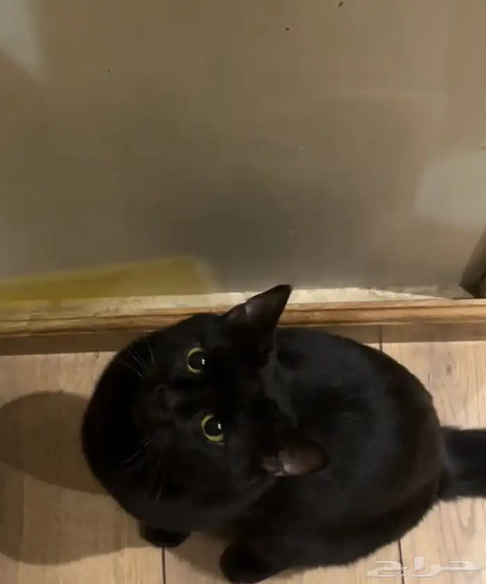 قطط للتبني 1