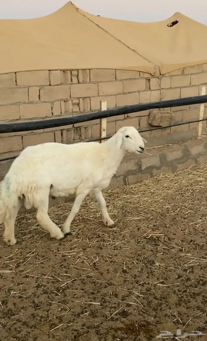 خروف حري مشروط 1