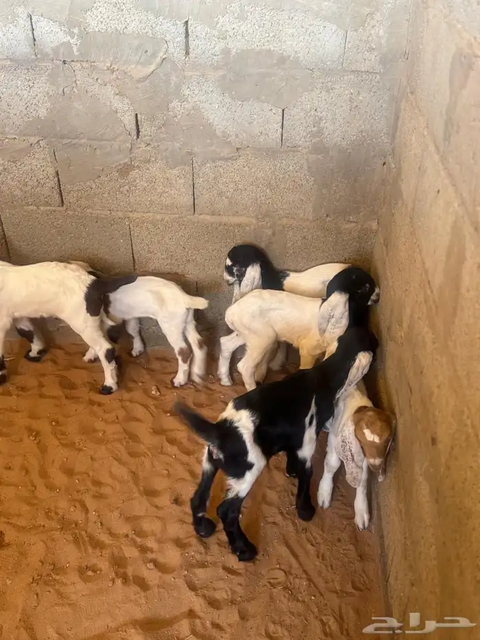 دواغير ماعز 0