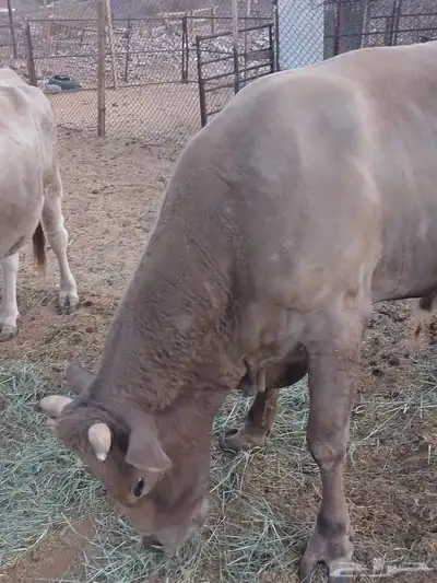 ثور الماني وبقره جرسيه index