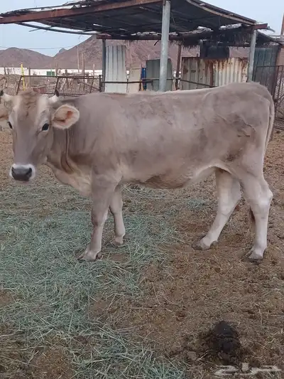 ثور الماني وبقره جرسيه index