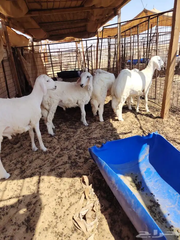 طليان حري الموقع صلاصل 2