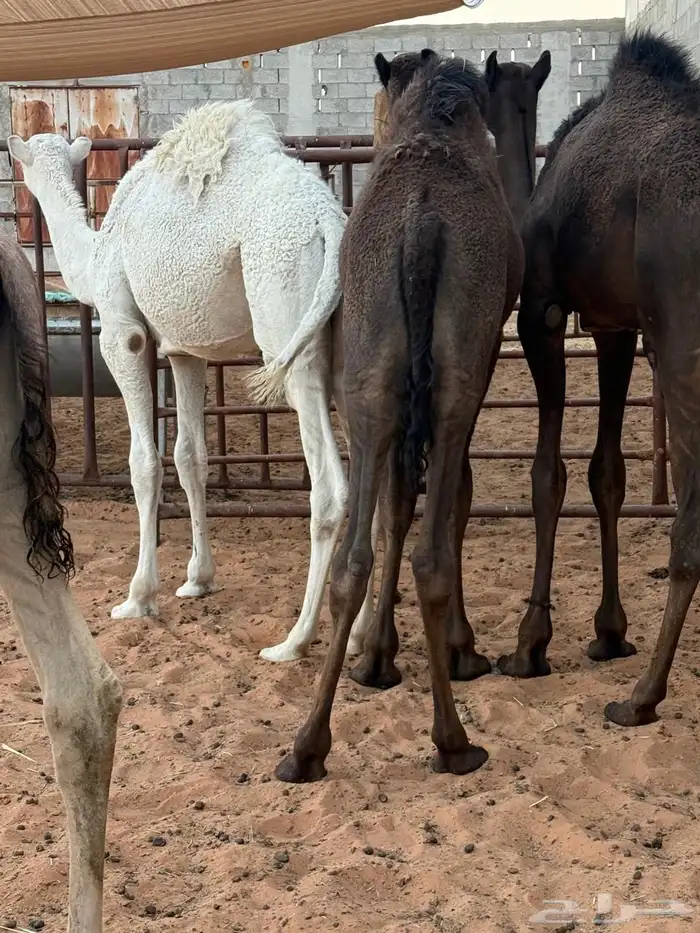 للبيع قعدان 2