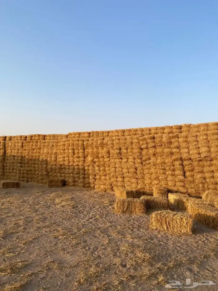 للبيع تبن قمح بر حنطه 1