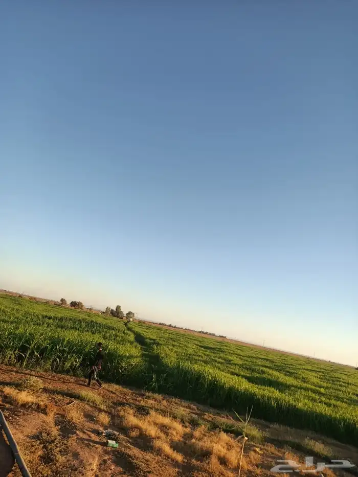 ( حجز مسبق بعربون)ذره جيزاني شد جندير 4