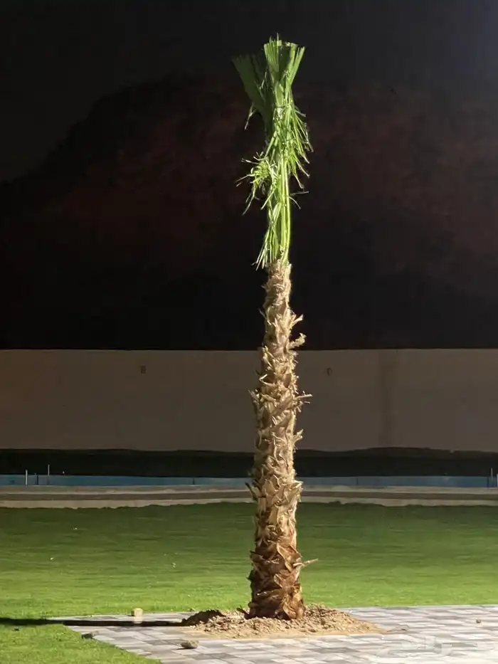 نخيل واشنطونيا للبيع بجميع انواع المقاسات لتواصل 2