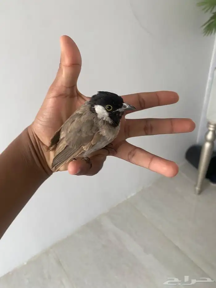 بلبول نص تربيه 4