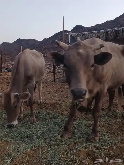 ثور الماني وبقره جرسيه index