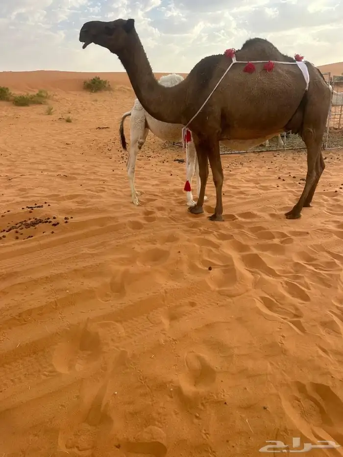 خلفة 0