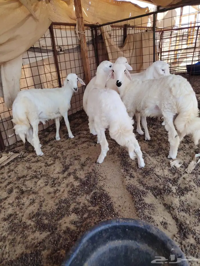 طليان حري الموقع صلاصل 0