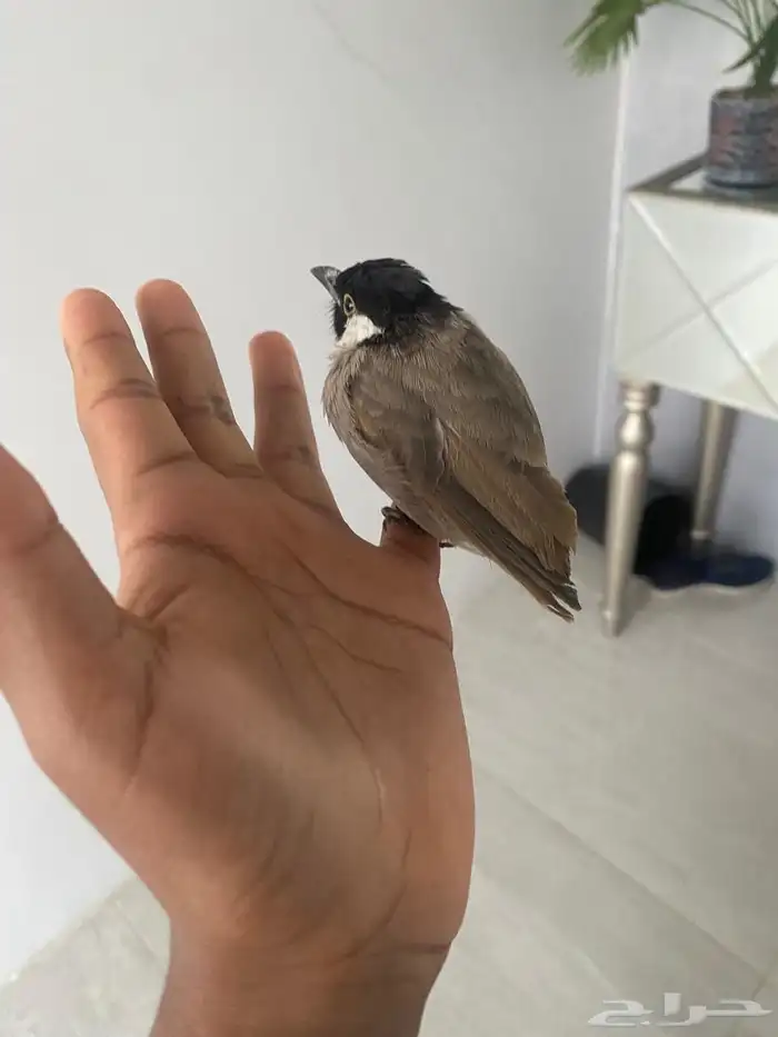 بلبول نص تربيه 3