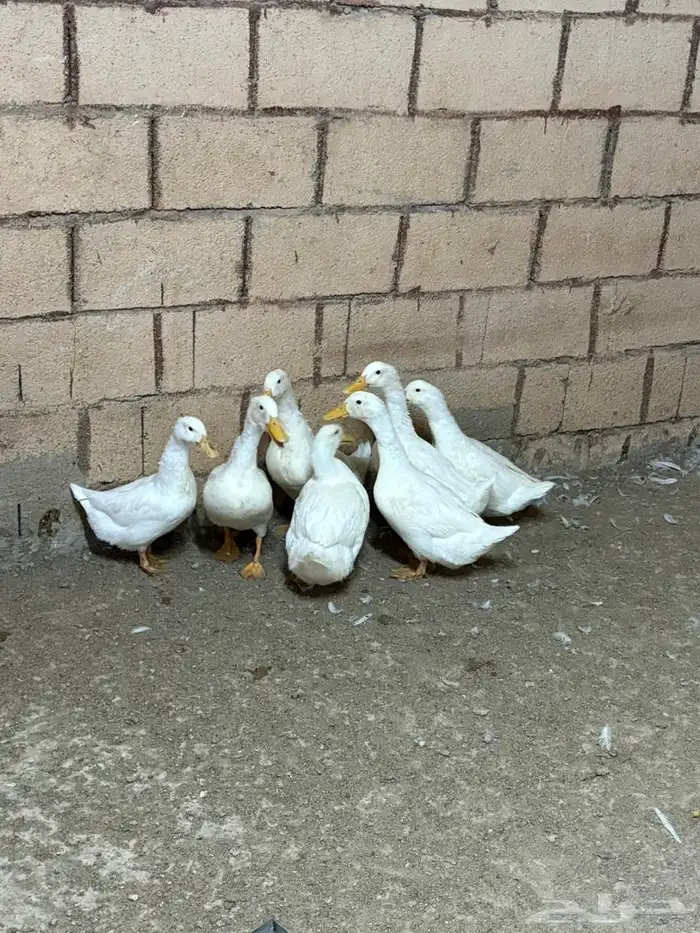 بط بكيني جامبو بياض 0