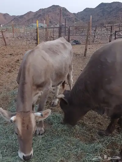 ثور الماني وبقره جرسيه index