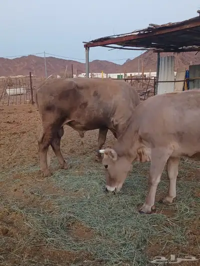 ثور الماني وبقره جرسيه index