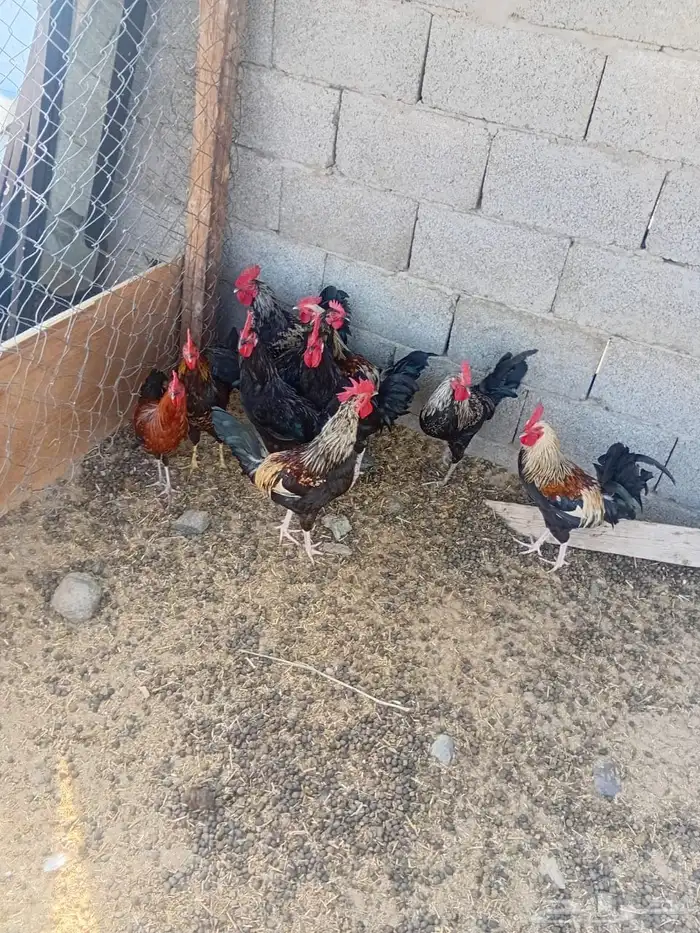 للبيع ديكه بلدي 3