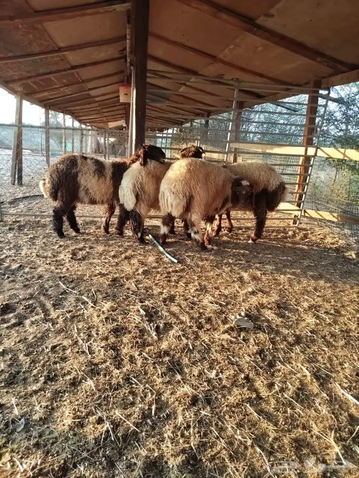 هرفي نعيم بلدي 3