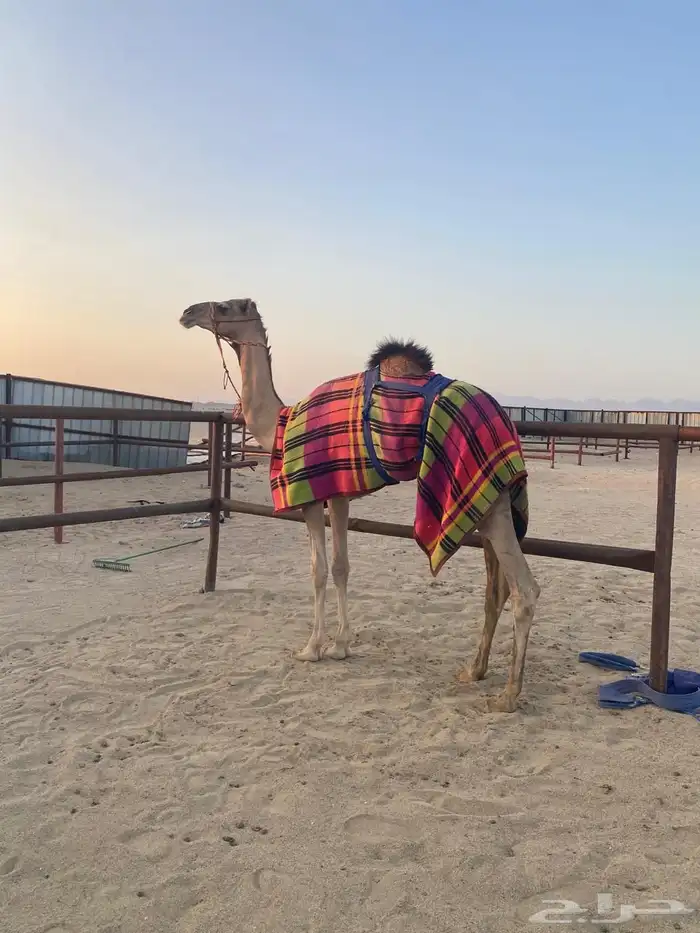 قعود للبيع الموقع ميدان ينبع 1